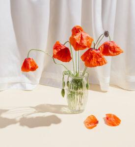 Rote Mohnblumen verwelken in Glasvase auf pastellfarbenem, sonnendurchflutetem Hintergrund mit Schatten.