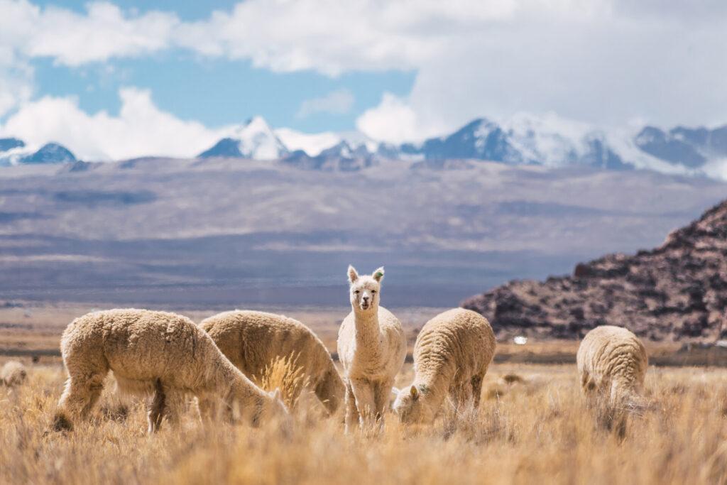 Alpakas essen und grasen in der Umgebung der Anden.