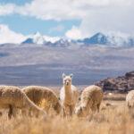 Alpakas essen und grasen in der Umgebung der Anden.