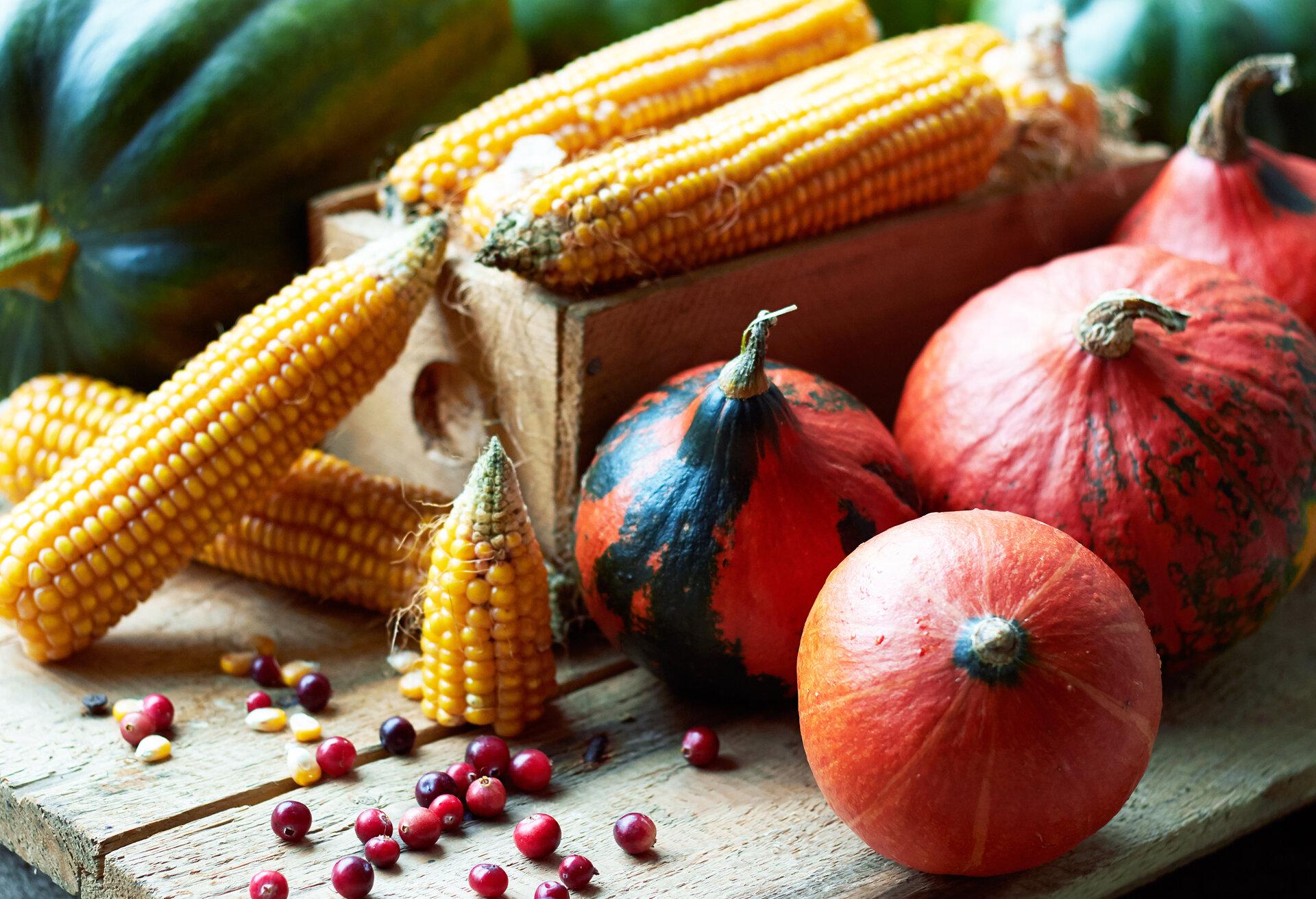 Herbststillleben aus verschiedenen Kürbissen, Mais- und Preiselbeerbeeren auf Holztisch.