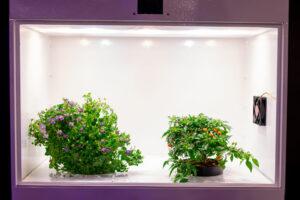 Isolierte Pflanzen in einer Growbox