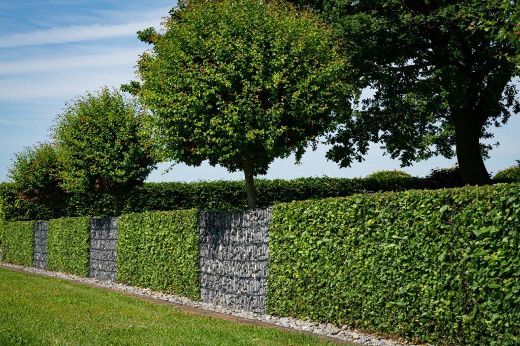 Gabionensteine als vertikale Trennelemente in einer gepflegten Gartenhecke mit Bäumen